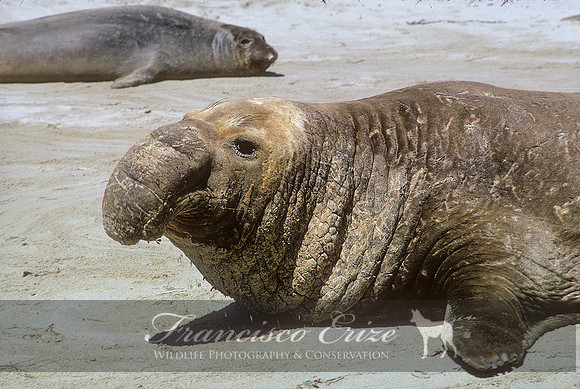 M15 Mirounga angustirostris – NORTHERN ELEPHANT SEAL