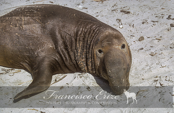 M15 Mirounga angustirostris – NORTHERN ELEPHANT SEAL