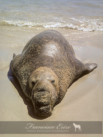 M15 Mirounga angustirostris – NORTHERN ELEPHANT SEAL