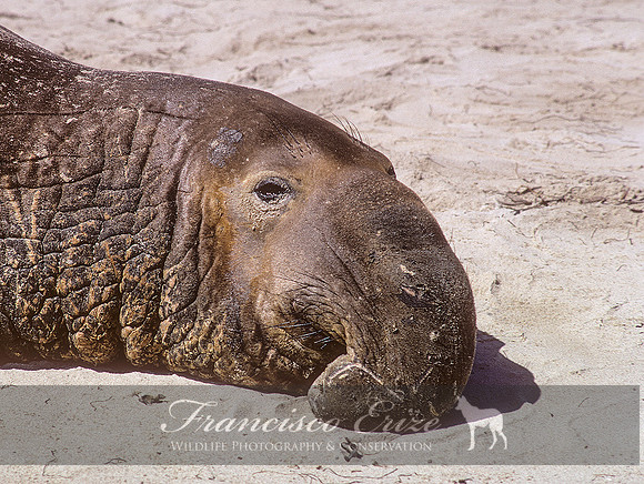 M15 Mirounga angustirostris – NORTHERN ELEPHANT SEAL