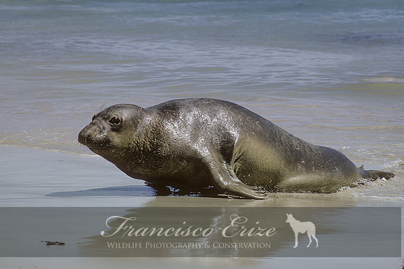 M15 Mirounga angustirostris – NORTHERN ELEPHANT SEAL