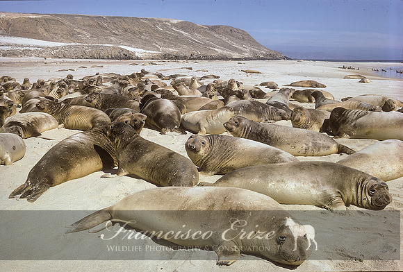 M15 Mirounga angustirostris – NORTHERN ELEPHANT SEAL