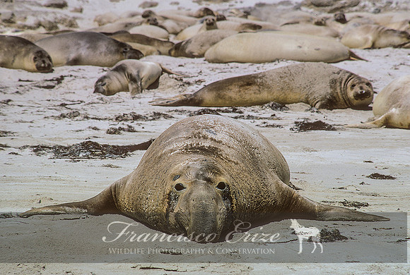 M15 Mirounga angustirostris – NORTHERN ELEPHANT SEAL