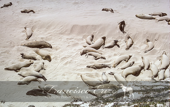 M15 Mirounga angustirostris – NORTHERN ELEPHANT SEAL