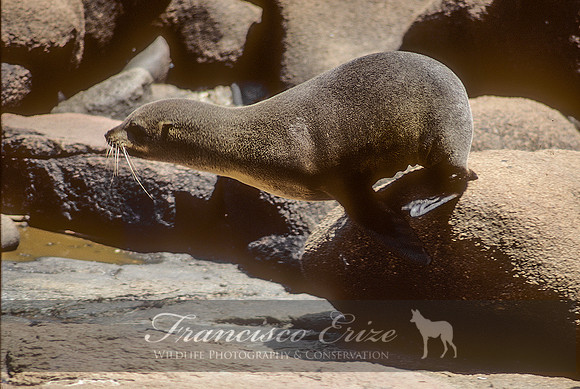 M13 Arctocephalus australis – SOUTH AMERICAN FUR SEAL