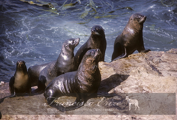 M13 Arctocephalus australis – SOUTH AMERICAN FUR SEAL