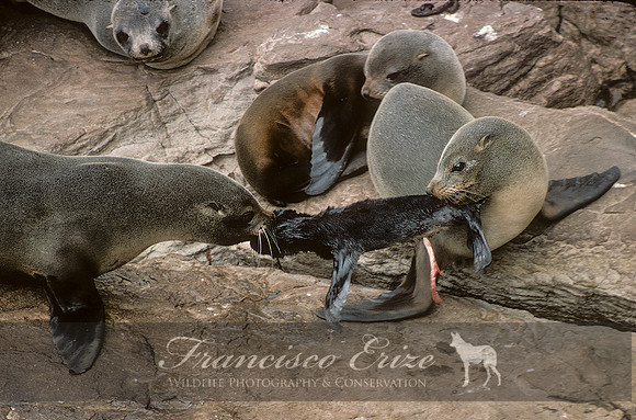 M13 Arctocephalus australis – SOUTH AMERICAN FUR SEAL