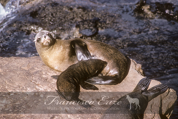 M13 Arctocephalus australis – SOUTH AMERICAN FUR SEAL