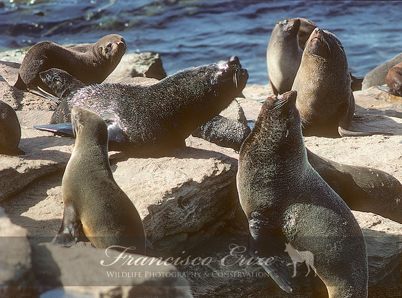 M13 Arctocephalus australis – SOUTH AMERICAN FUR SEAL
