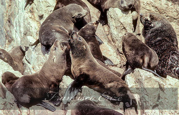 M13 Arctocephalus australis – SOUTH AMERICAN FUR SEAL