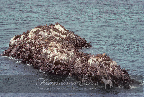 M13 Arctocephalus australis – SOUTH AMERICAN FUR SEAL