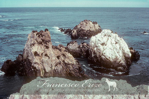 M13 Arctocephalus australis – SOUTH AMERICAN FUR SEAL