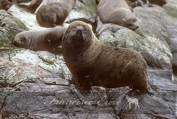 M13 Arctocephalus australis – SOUTH AMERICAN FUR SEAL