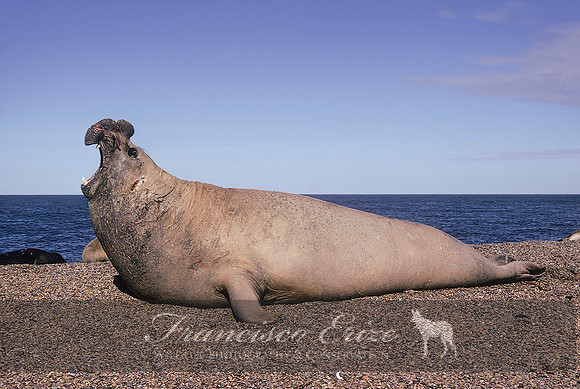 M15 Mirounga leonina – SOUTHERN ELEPHANT SEAL
