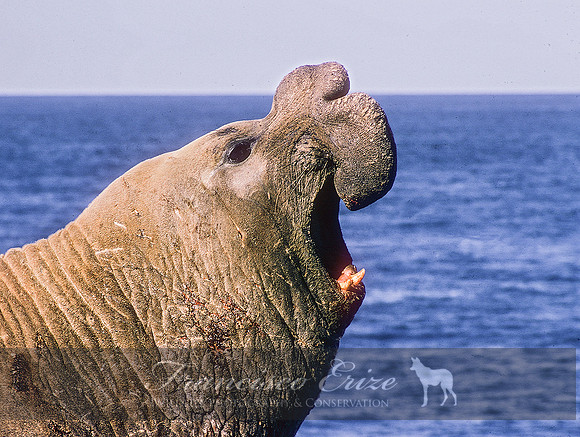 M15 Mirounga leonina – SOUTHERN ELEPHANT SEAL