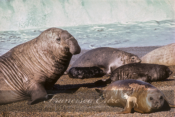 M15 Mirounga leonina – SOUTHERN ELEPHANT SEAL