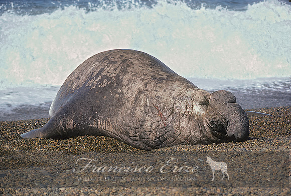M15 Mirounga leonina – SOUTHERN ELEPHANT SEAL