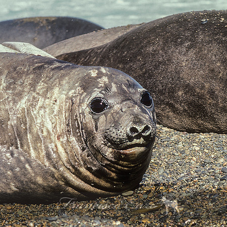 M15 Mirounga leonina – SOUTHERN ELEPHANT SEAL