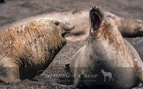 M15 Mirounga leonina – SOUTHERN ELEPHANT SEAL