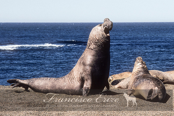M15 Mirounga leonina – SOUTHERN ELEPHANT SEAL