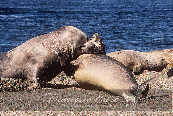 M15 Mirounga leonina – SOUTHERN ELEPHANT SEAL