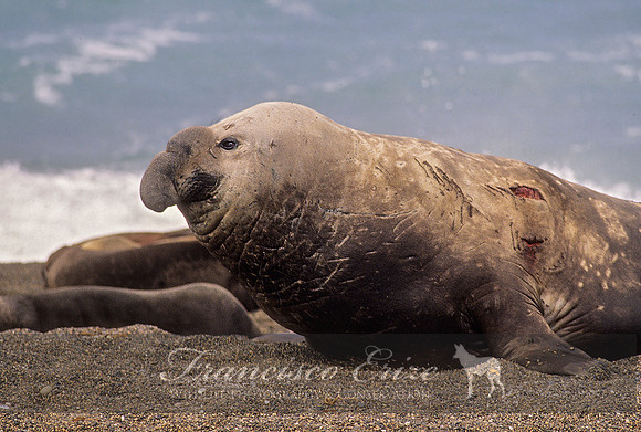 M15 Mirounga leonina – SOUTHERN ELEPHANT SEAL