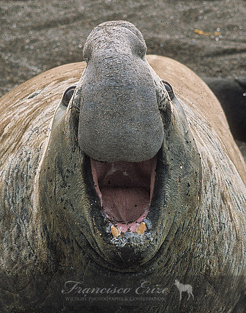 M15 Mirounga leonina – SOUTHERN ELEPHANT SEAL