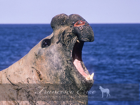 M15 Mirounga leonina – SOUTHERN ELEPHANT SEAL