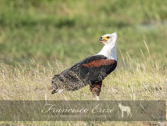 B20 Haliaetus vociferus - AFRICAN FISH-EAGLE