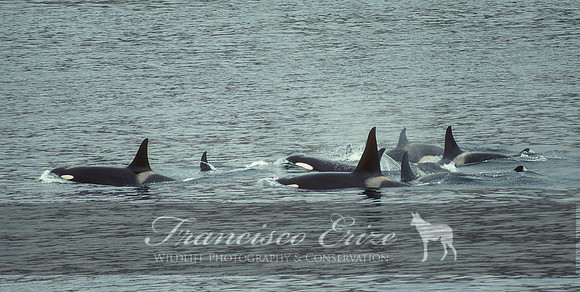 M32 Orcinus orca – KILLER WHALE
