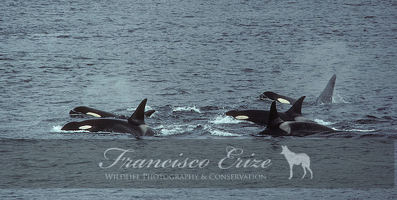 M32 Orcinus orca – KILLER WHALE