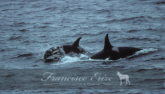M32 Orcinus orca – KILLER WHALE