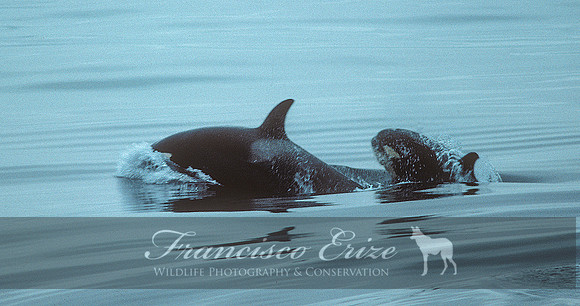 M32 Orcinus orca – KILLER WHALE