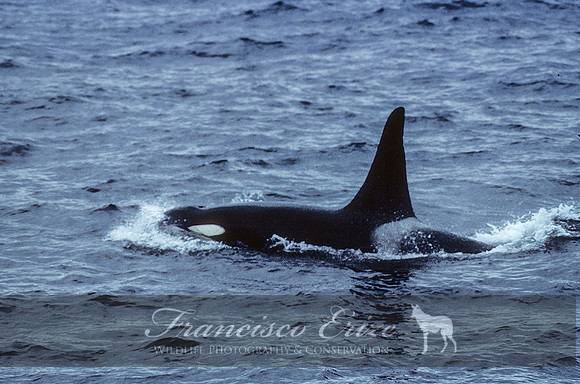 M32 Orcinus orca – KILLER WHALE