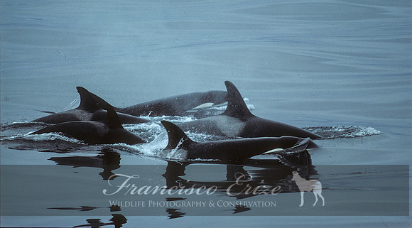 M32 Orcinus orca – KILLER WHALE