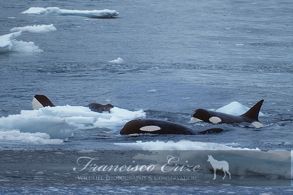 M32 Orcinus orca – KILLER WHALE