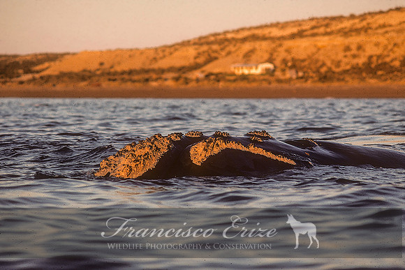 M33 Eubalaena australis – SOUTHERN RIGHT WHALE