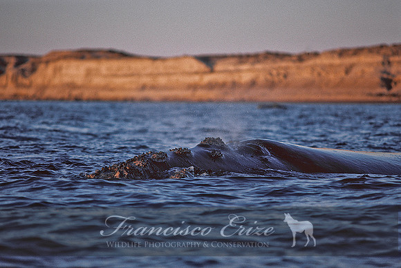 M33 Eubalaena australis – SOUTHERN RIGHT WHALE