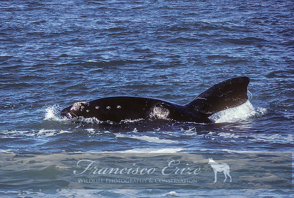 M33 Eubalaena australis – SOUTHERN RIGHT WHALE