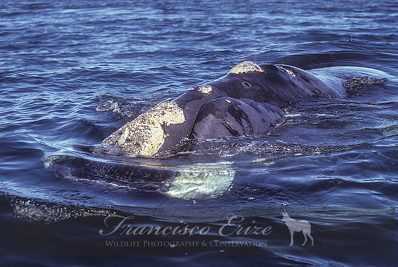 M33 Eubalaena australis – SOUTHERN RIGHT WHALE