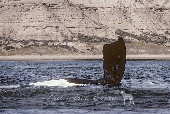 M33 Eubalaena australis – SOUTHERN RIGHT WHALE