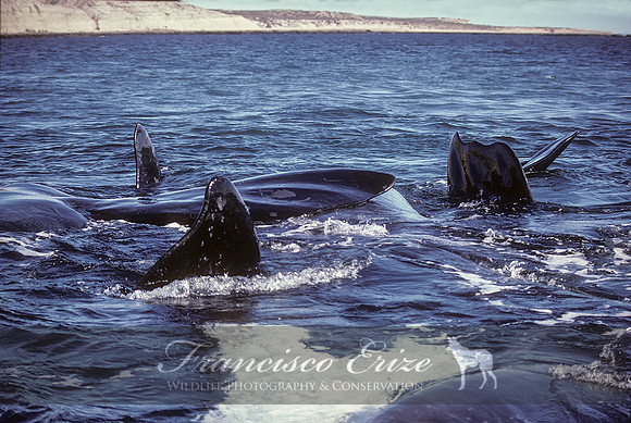 M33 Eubalaena australis – SOUTHERN RIGHT WHALE