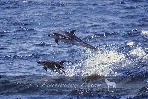 M32  Tursiops truncatus - BOTTLENOSE DOLPHIN