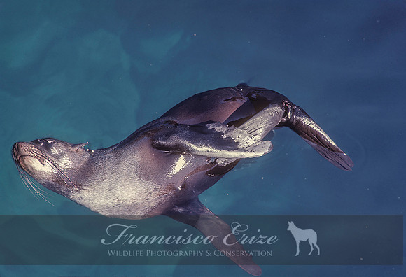 M13 Arctocephalus galapagoensis – GALAPAGOS FUR SEAL