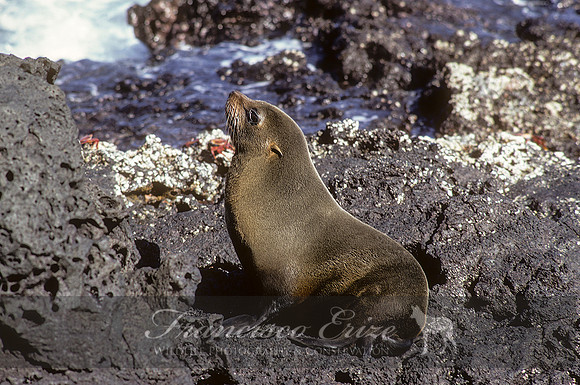 M13 Arctocephalus galapagoensis – GALAPAGOS FUR SEAL