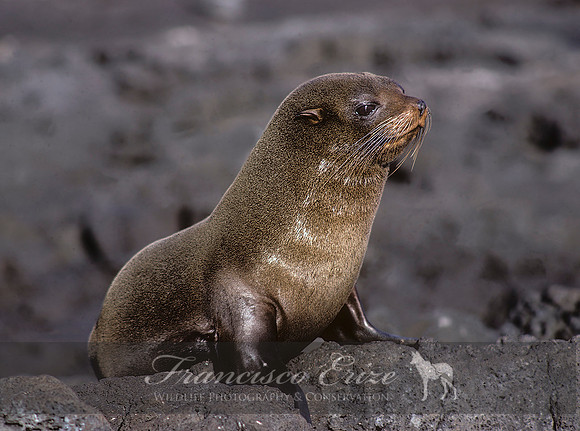 M13 Arctocephalus galapagoensis – GALAPAGOS FUR SEAL