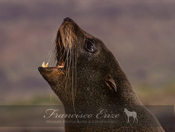 M13 Arctocephalus galapagoensis – GALAPAGOS FUR SEAL
