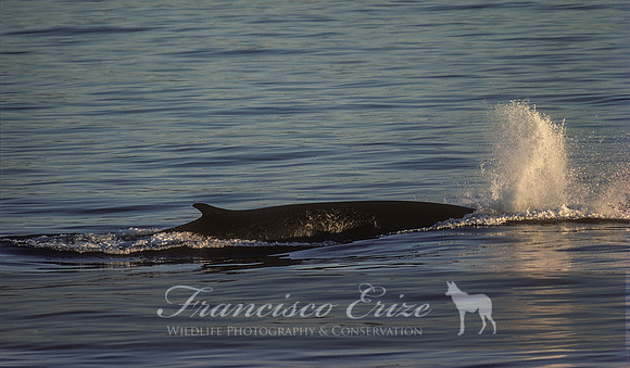 M33 Balaenoptera acutorostrata – MINKE WHALE