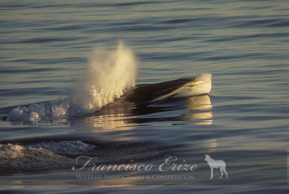 M33 Balaenoptera acutorostrata – MINKE WHALE