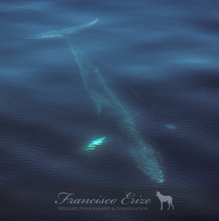 M33 Balaenoptera acutorostrata – MINKE WHALE